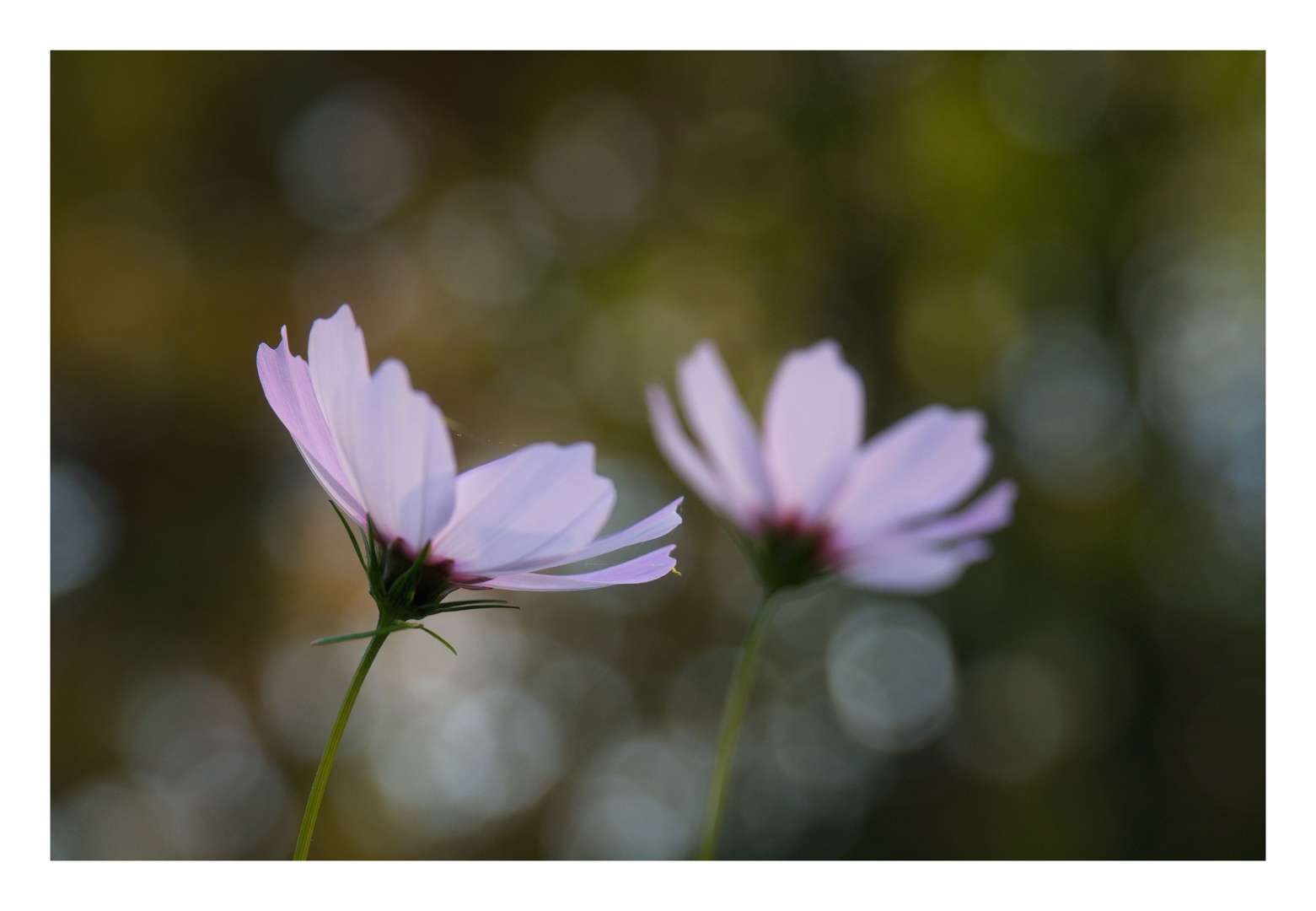 Letzte Sommerblumen