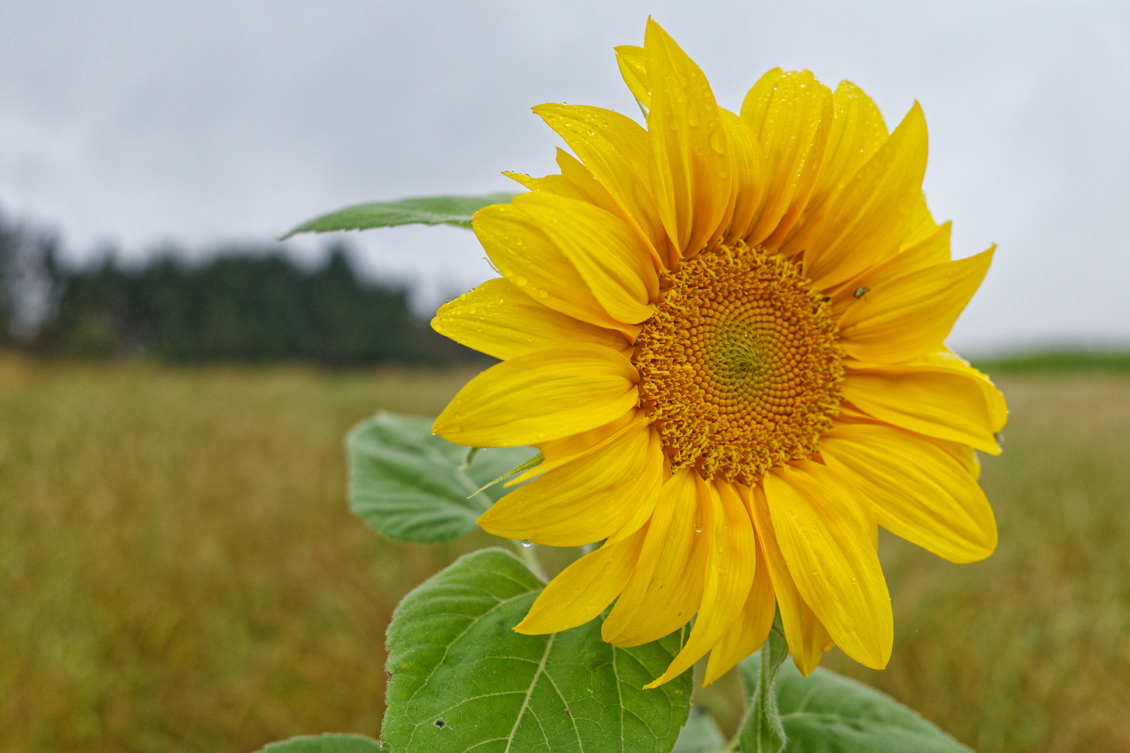 Letzte Sommerboten