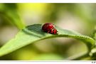 Insekten u Käfer