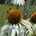 letzte Sommergrüße