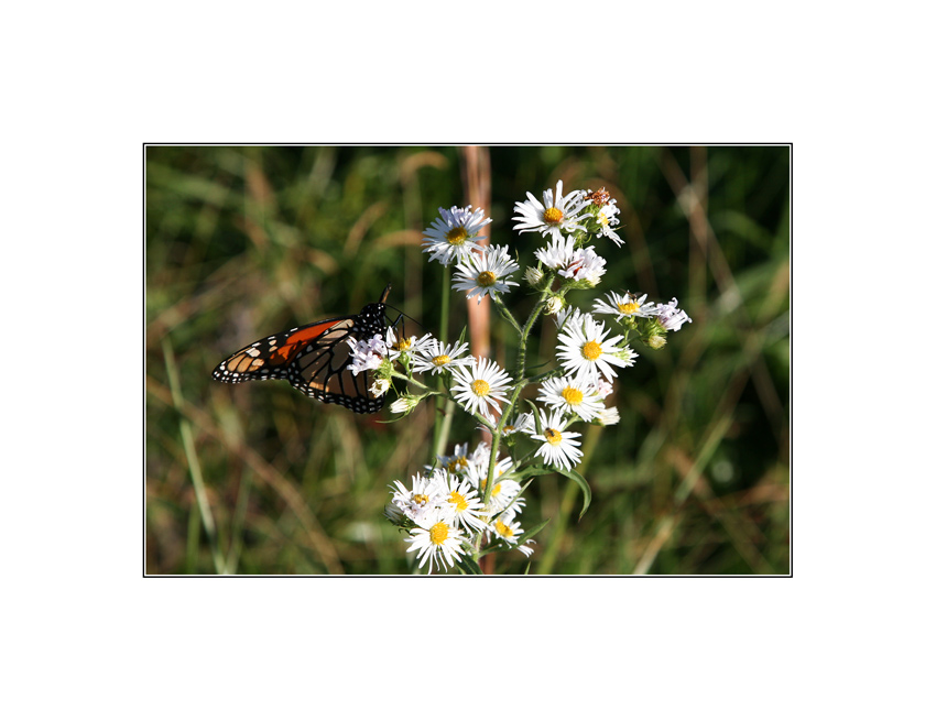 Letzte Sommergrüsse