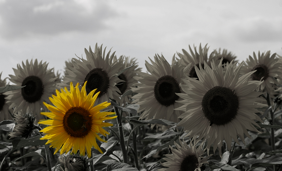 letzte Sommersonne