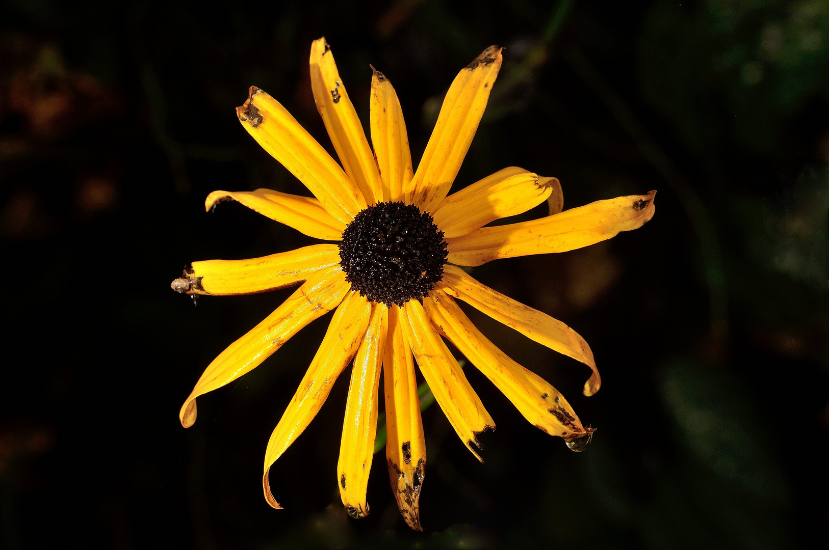 Letzte Sommerstrahlen, FC Fotowalk Blumenmühle Okt 14