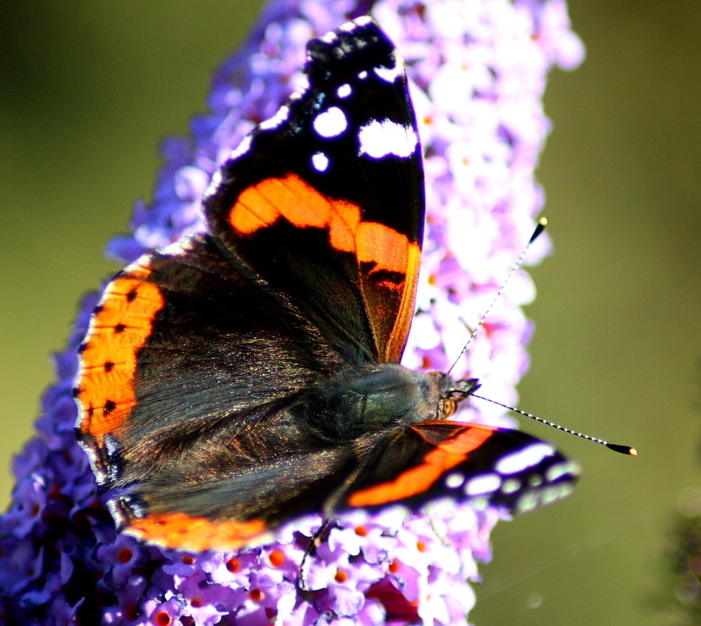 Letzte Sommertage