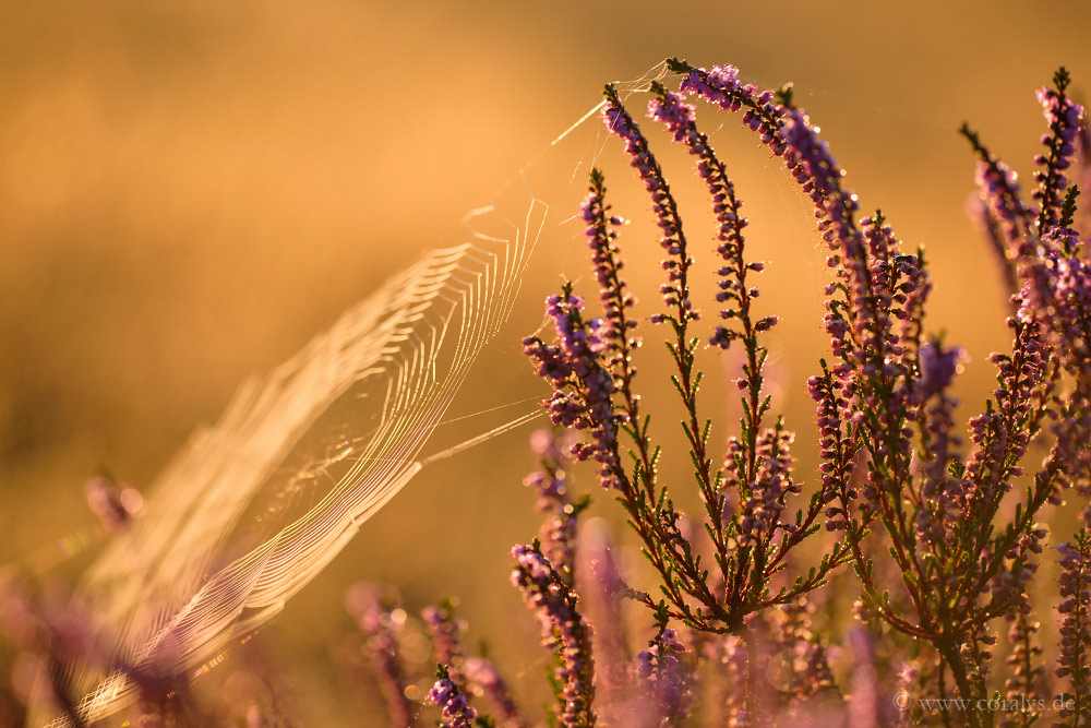 Letzte Sommertage