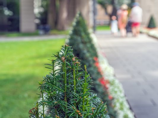 Letzte Sommertage im Hofgarten