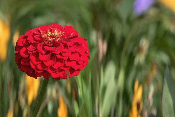 Letzte Sommertage im Hofgarten