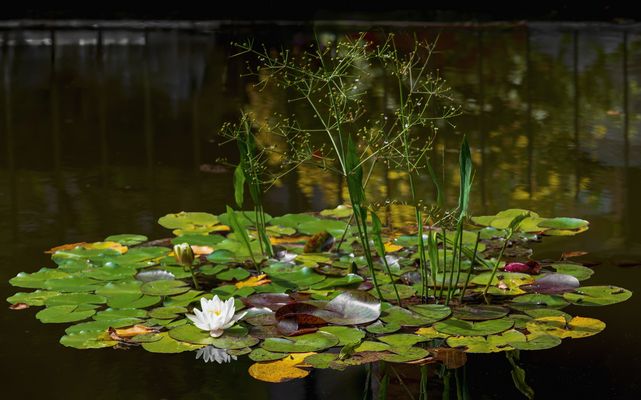 Letzte Sommertage im Hofgarten
