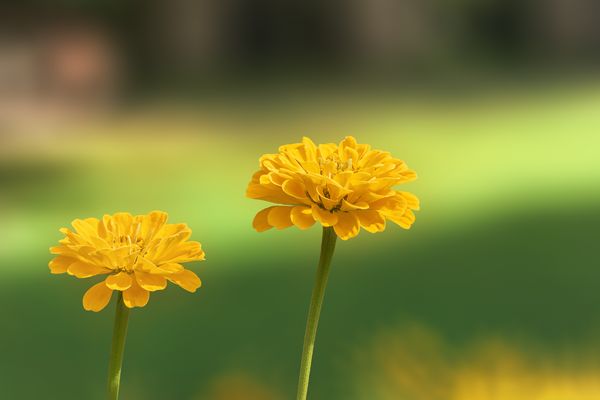  Letzte Sommertage im Hofgarten