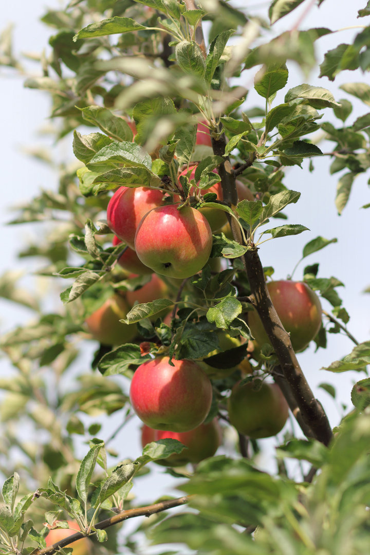 Letzte Sonne kurz vor der Ernte