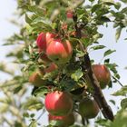 Letzte Sonne kurz vor der Ernte