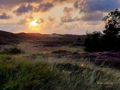 Letzte Sonne über der Heide