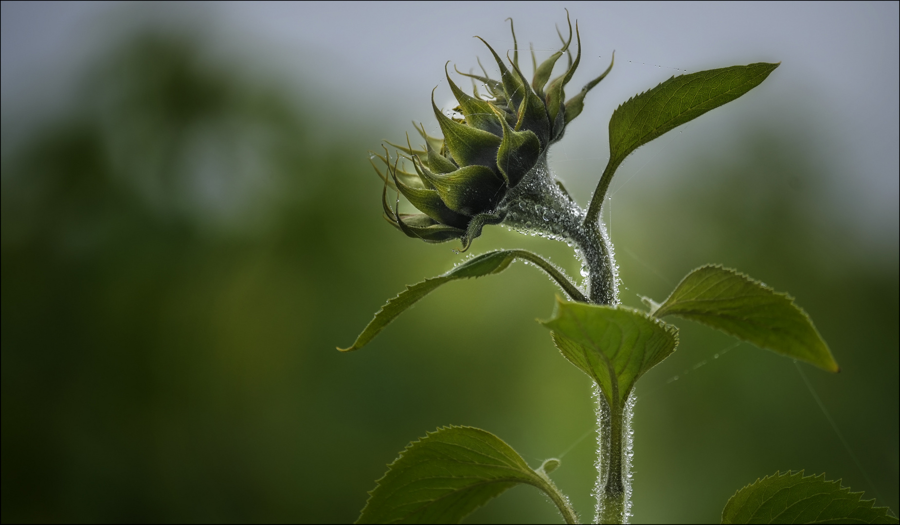 letzte Sonnenblume ...