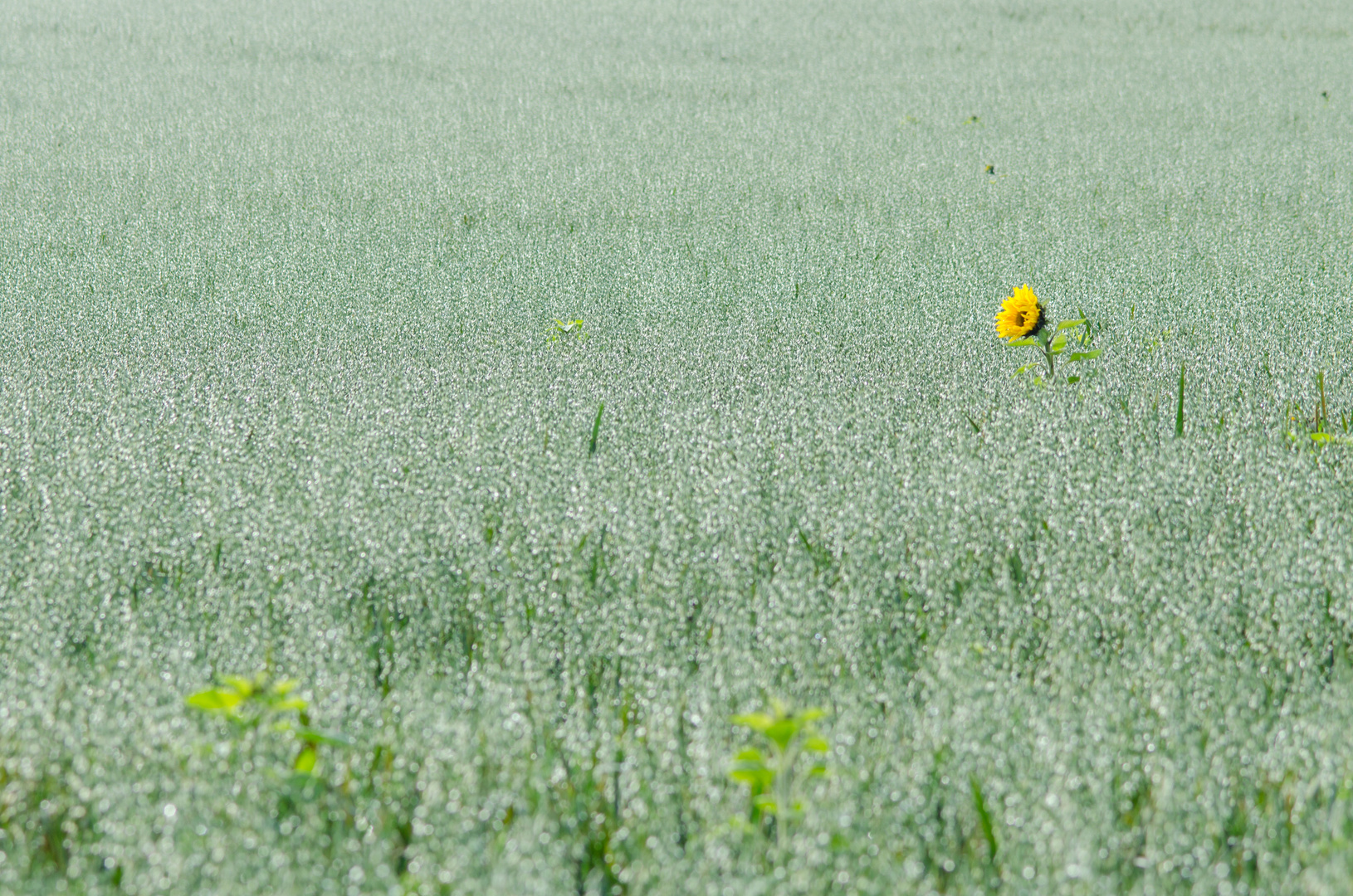 Letzte Sonnenblume