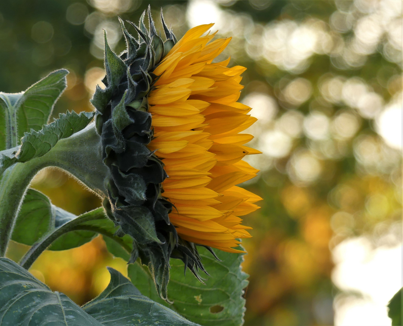 Letzte Sonnenblume auf dem Feld