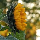 Letzte Sonnenblume auf dem Feld