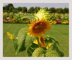 Letzte Sonnenblume