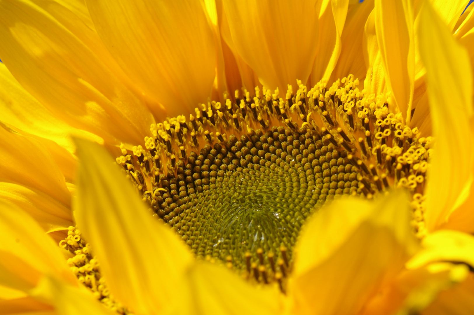 Letzte Sonnenblume vor dem Winter