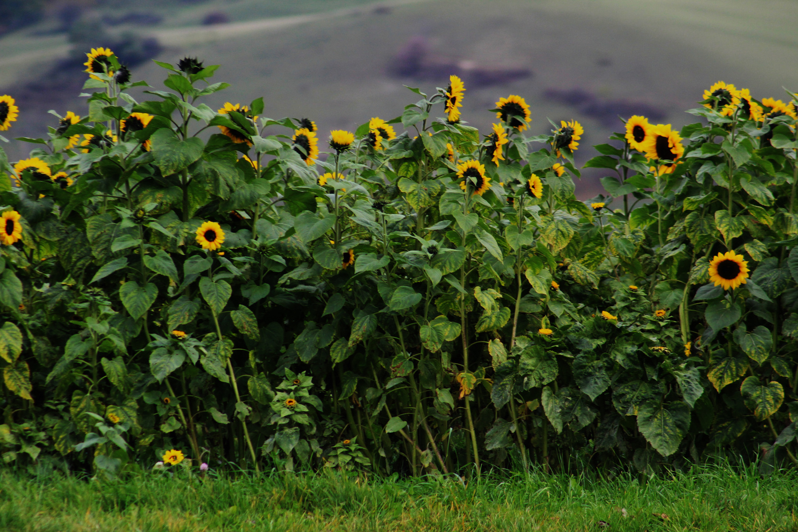 letzte Sonnenblumen