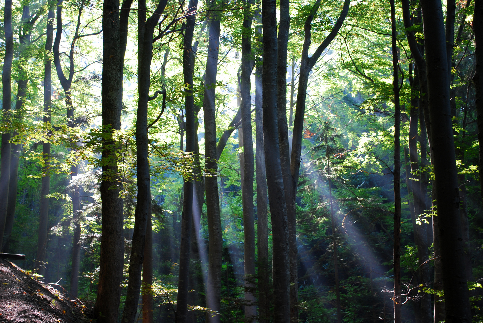 Letzte Sonnenstrahlen