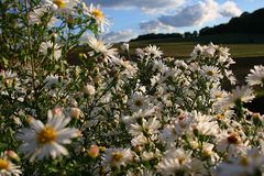 Letzte Sonnenstrahlen & Blüten im Herbst