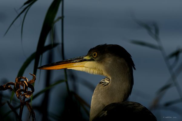 letzte Sonnenstrahlen