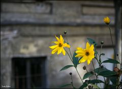 Letzte Sonnenstrahlen