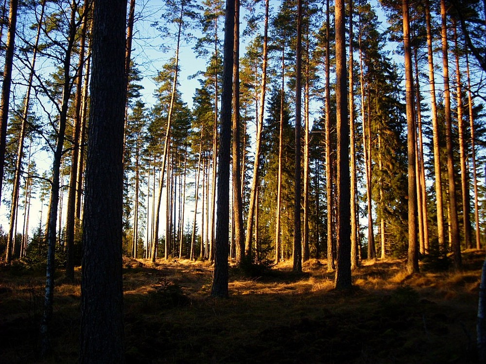 letzte sonnenstrahlen erwischt