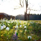 letzte Sonnenstrahlen