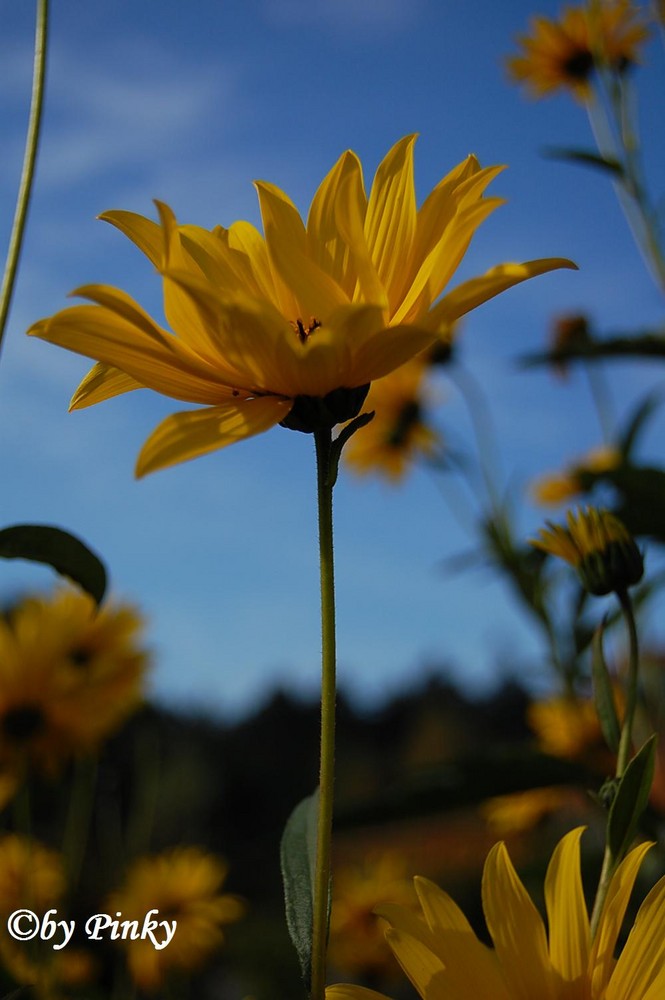 letzte Sonnenstrahlen genießen