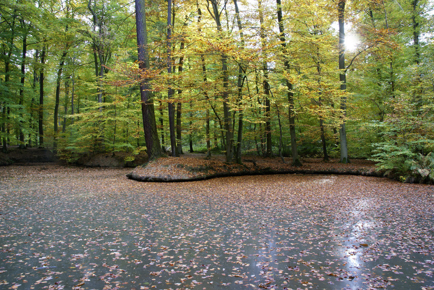 Letzte Sonnenstrahlen im Herbst von Willi Schmitz