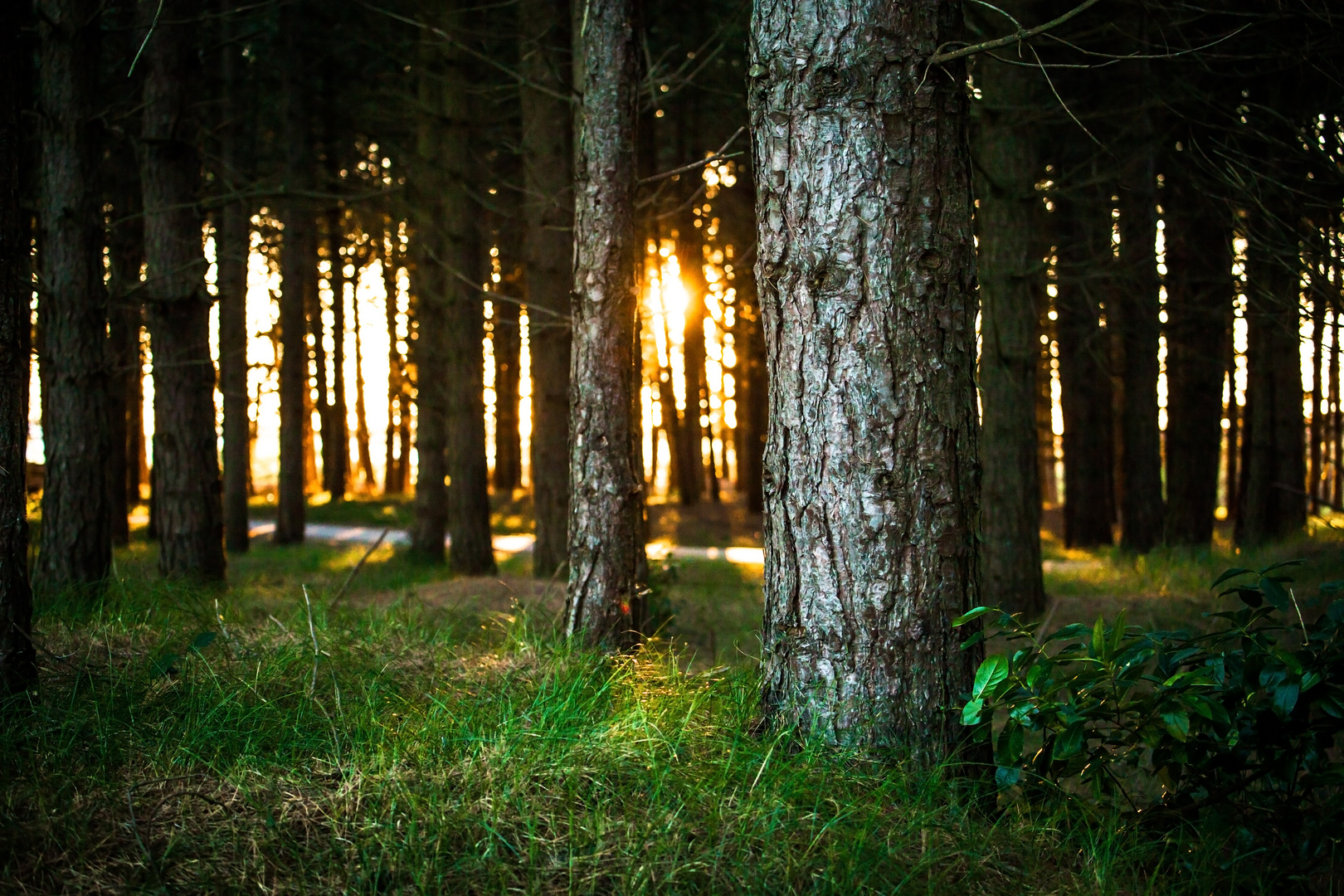 Letzte Sonnenstrahlen im Kiefernwald