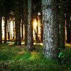 Letzte Sonnenstrahlen im Kiefernwald