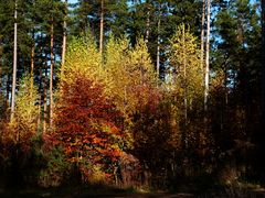 Letzte Sonnenstrahlen im Wald