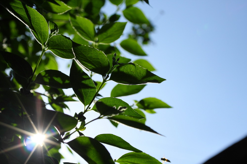 Letzte Sonnenstunde