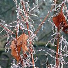 letzte spuren des herbstes