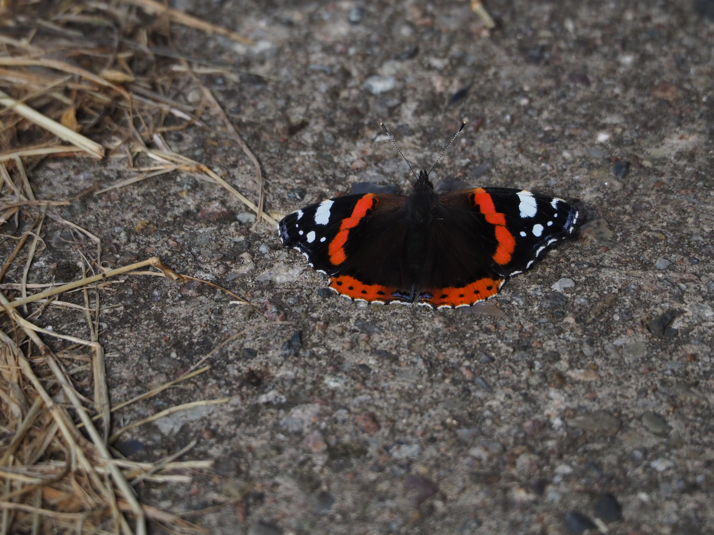 Letzte Spuren des Sommers 