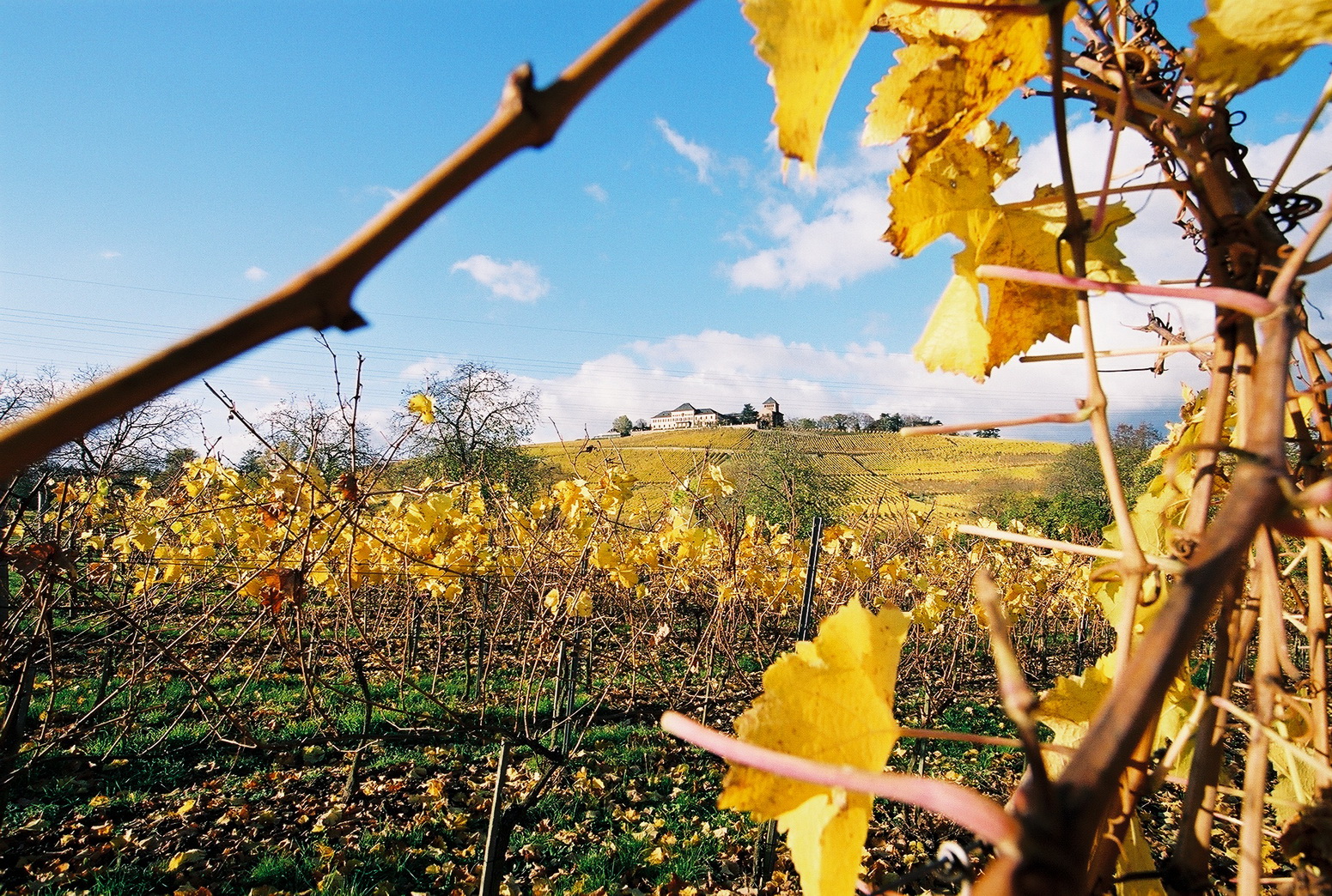 Letzte Spuren vom Herbst