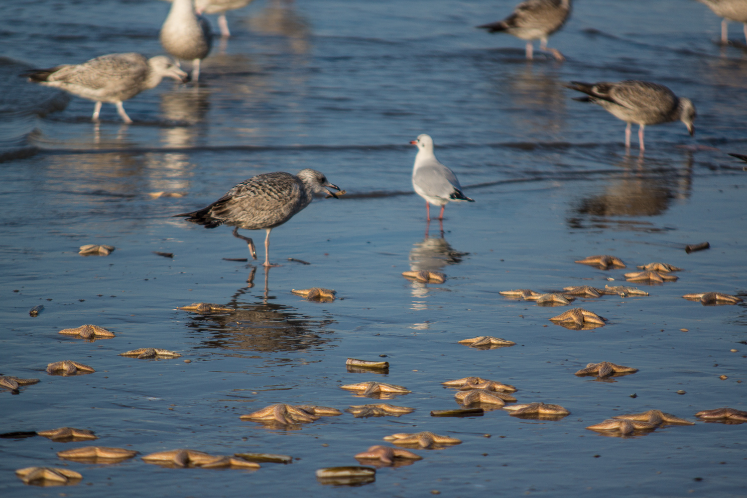 Letzte Tage am Strand . . . (2)