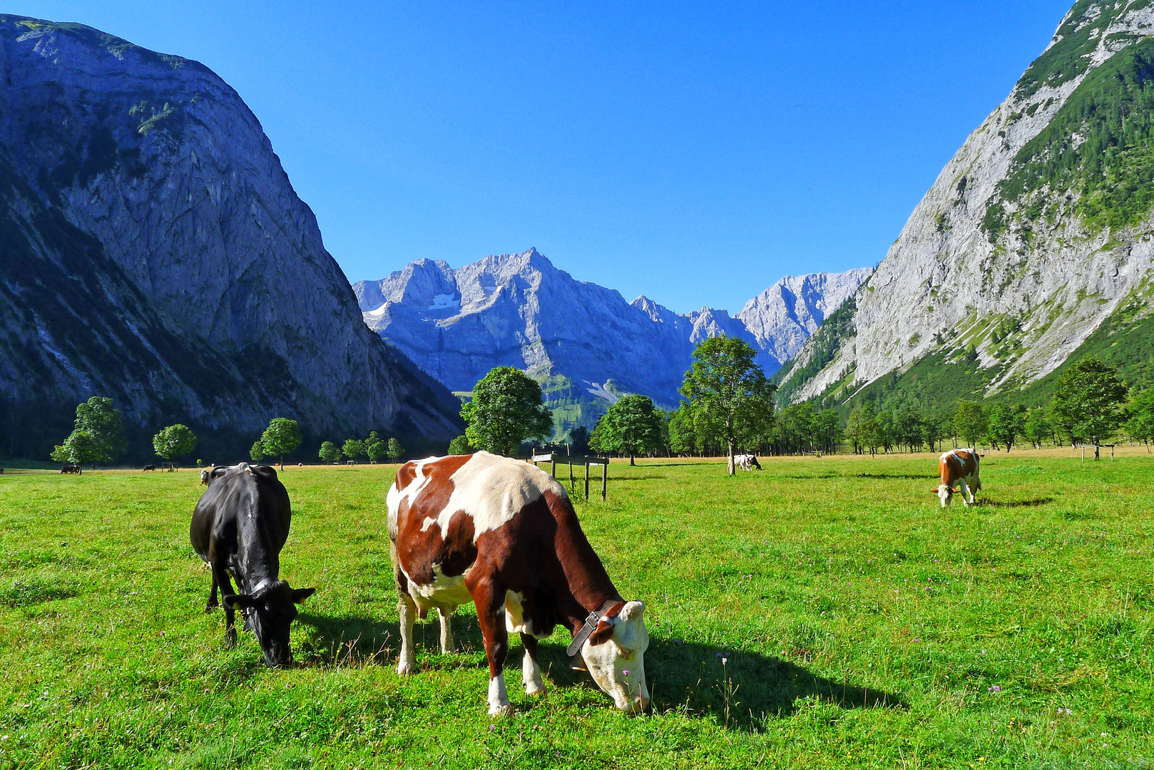 LETZTE TAGE AUF DER ALM