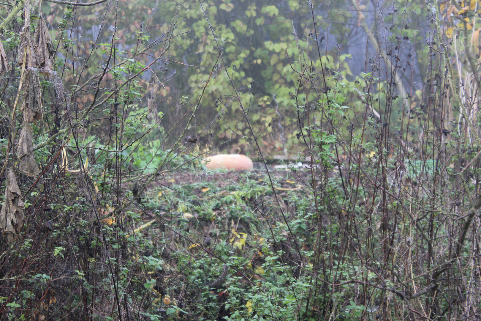 Letzte Tage der Ernte, Kürbis im Versteck