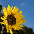 Letzte Tankstelle vorm Bienenstock