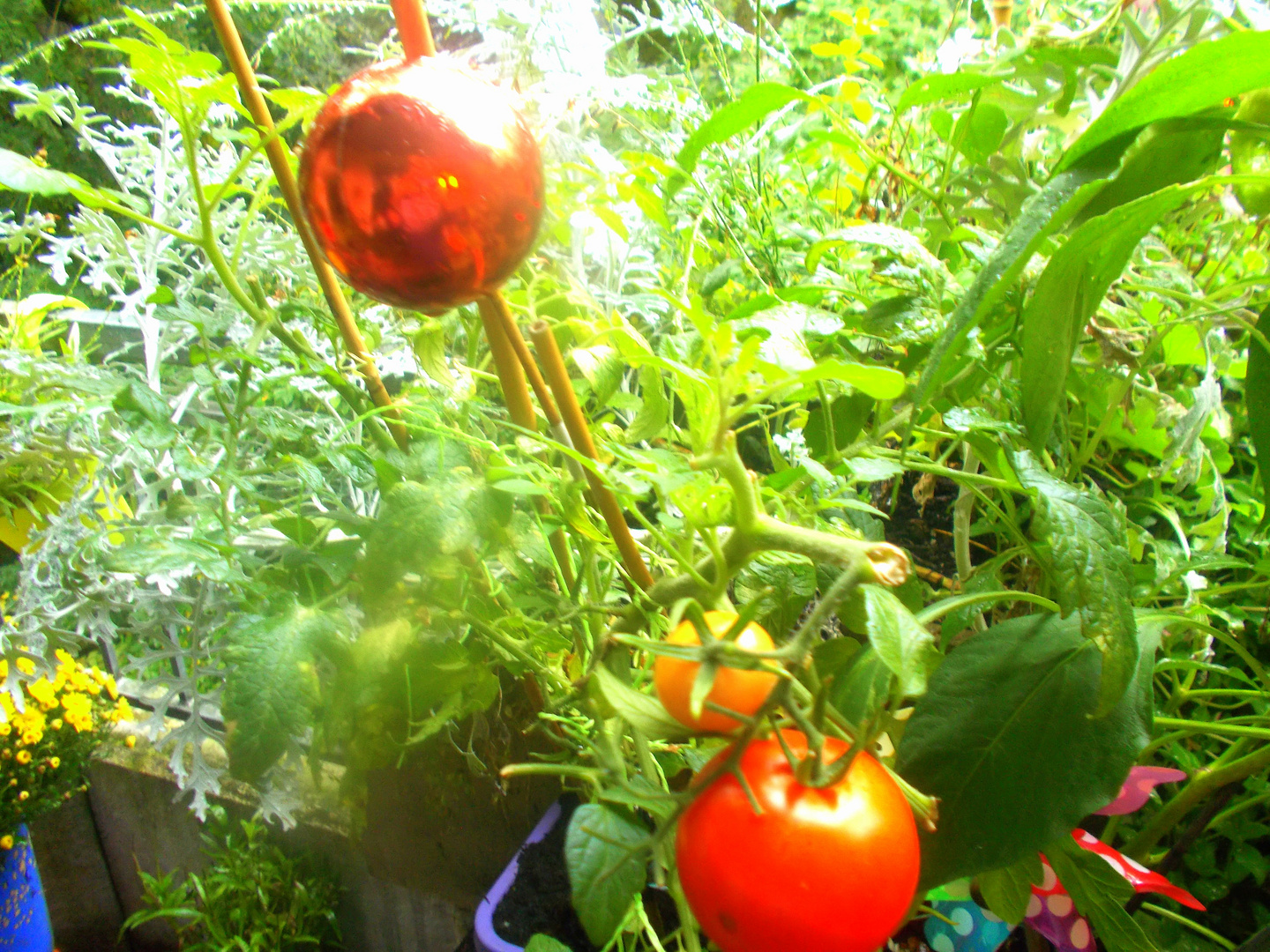 Letzte Tomaten