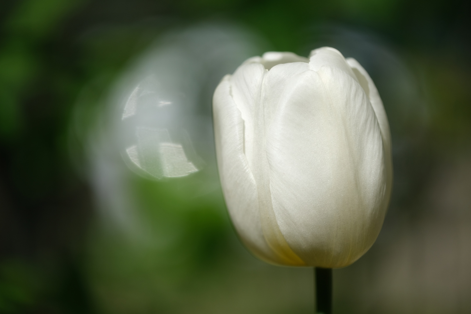 Letzte Tulpe