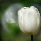 Letzte Tulpe