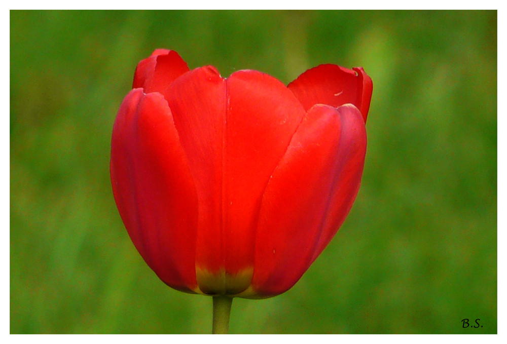 letzte Tulpe