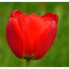 letzte Tulpe