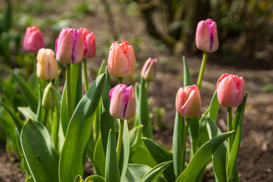 Letzte Tulpen