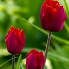 letzte Tulpen