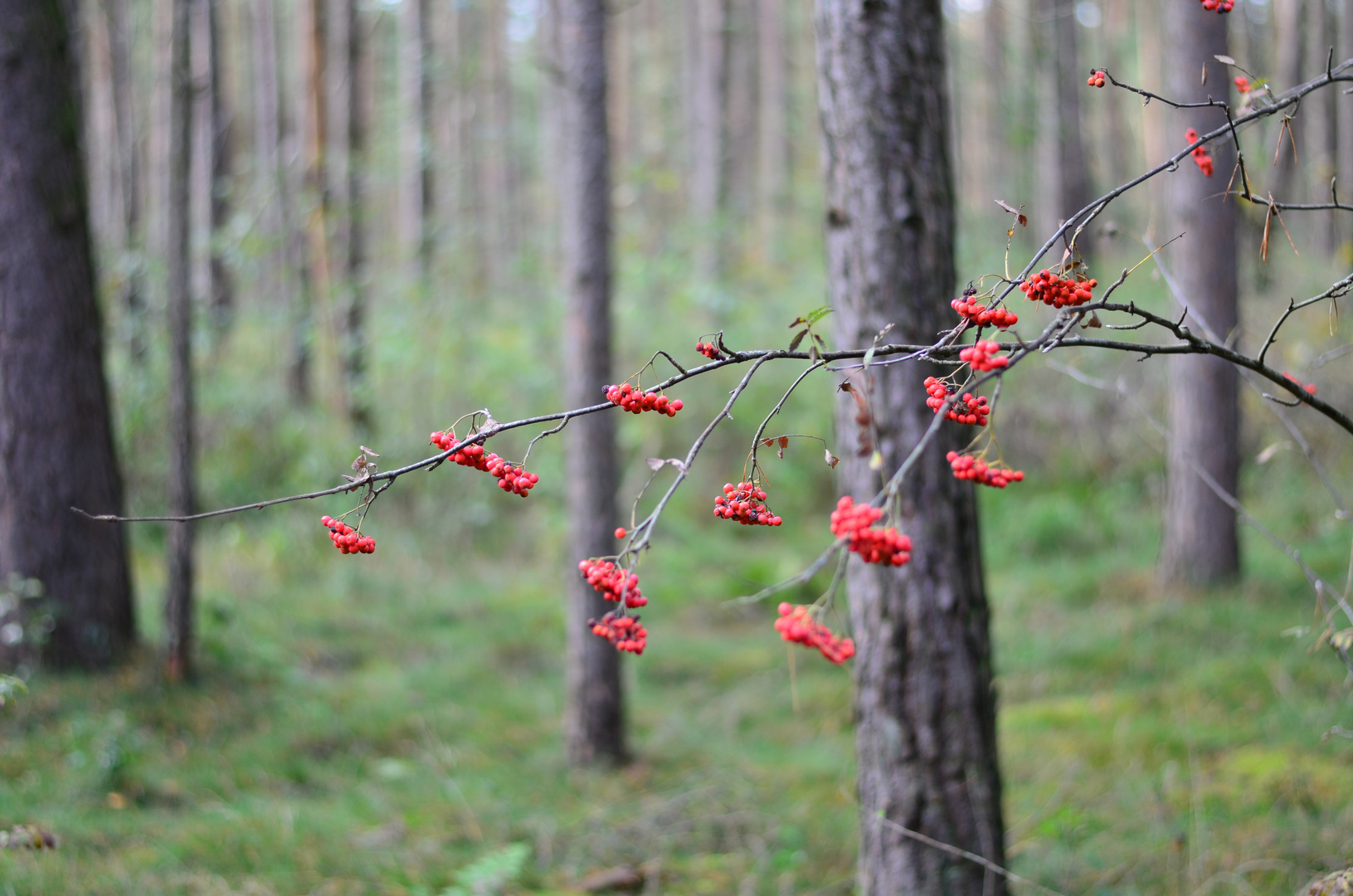 Letzte Vogelbeeren